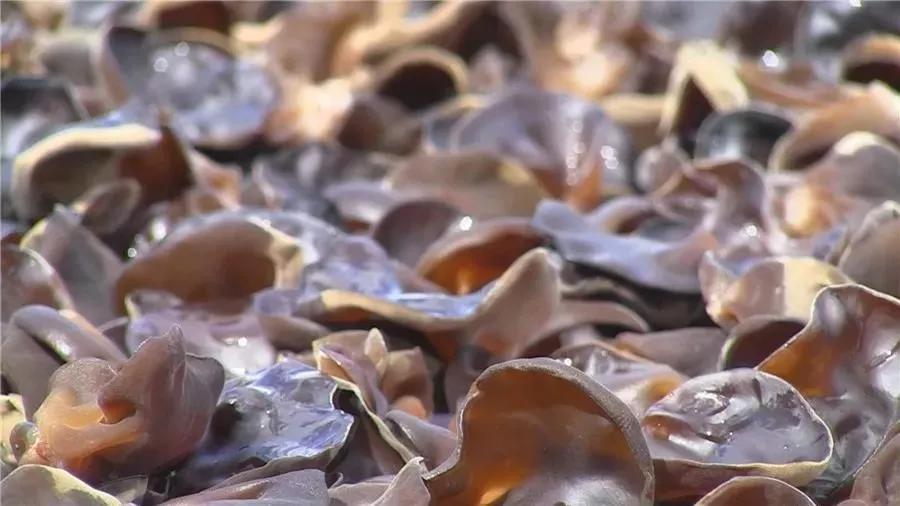 柞水黑木耳东方甄选,柞水木耳特产店