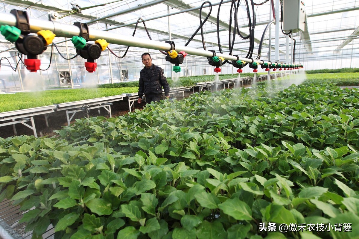 腐植酸氨基酸鱼蛋白肥料哪个更好,有机质肥料腐植酸海藻酸成分高吗