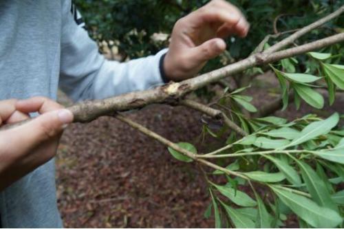 杨梅凋萎病综合防治技术要点总结,杨梅凋萎病的树要修剪吗
