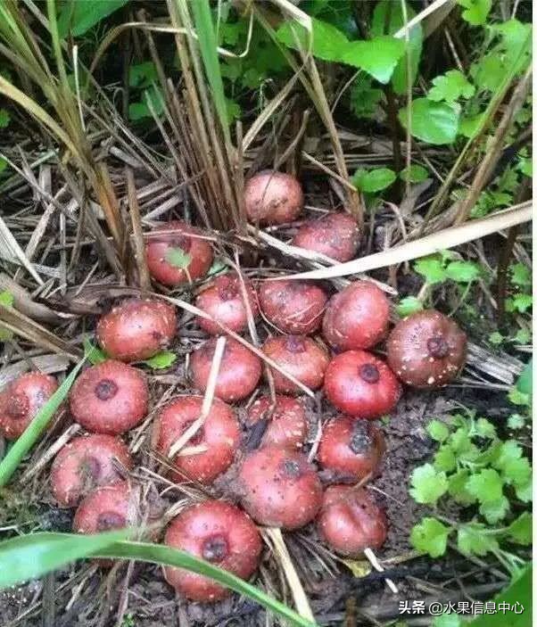 国内好吃的热带水果有哪些,小众水果推荐