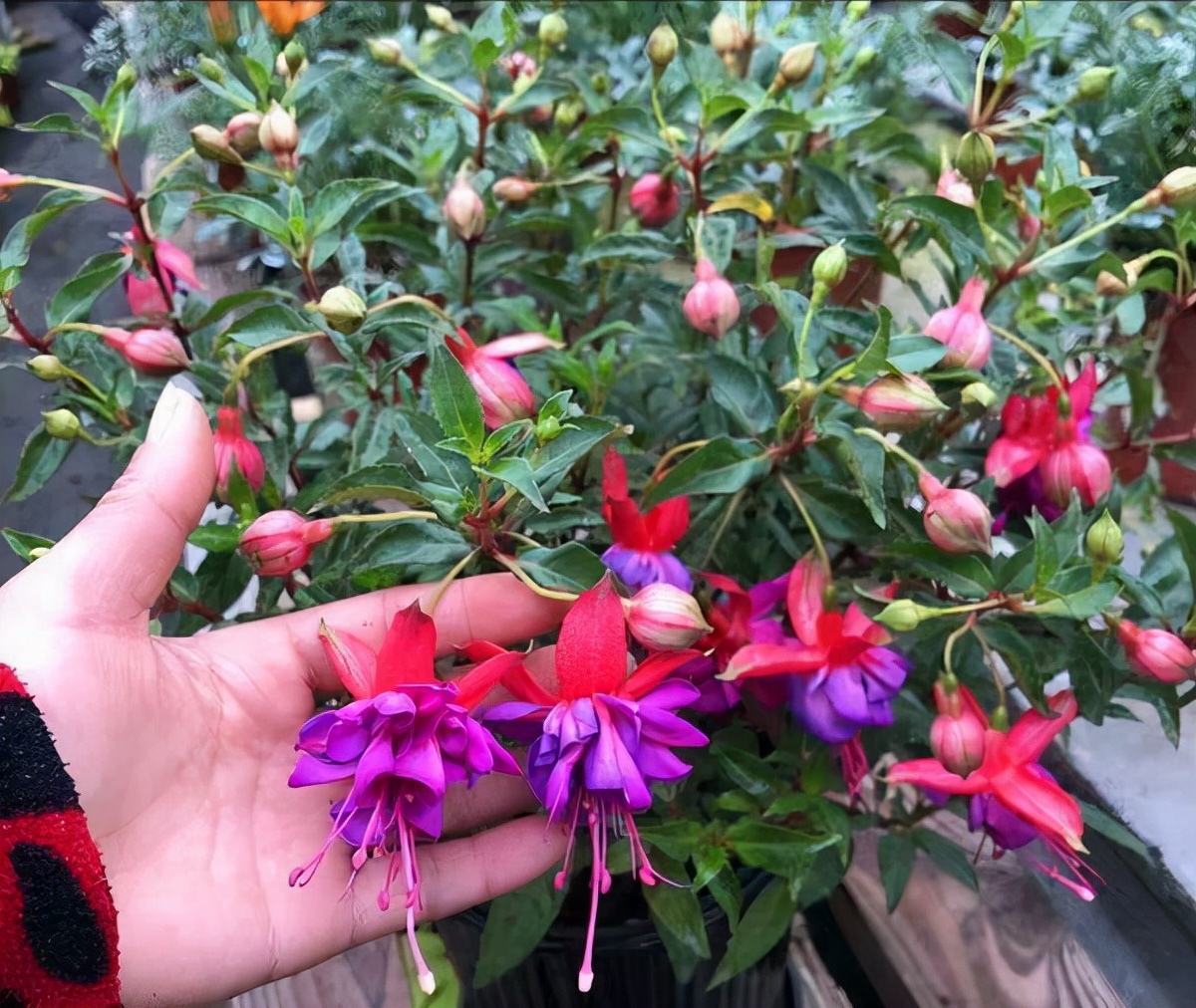 今年流行网红花,漂亮又好看的网红花