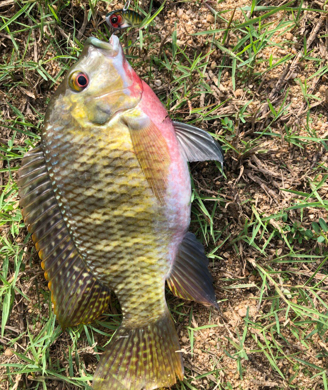 路亚入门路亚如何才能钓到鱼,淡水路亚怎么钓中鱼率高