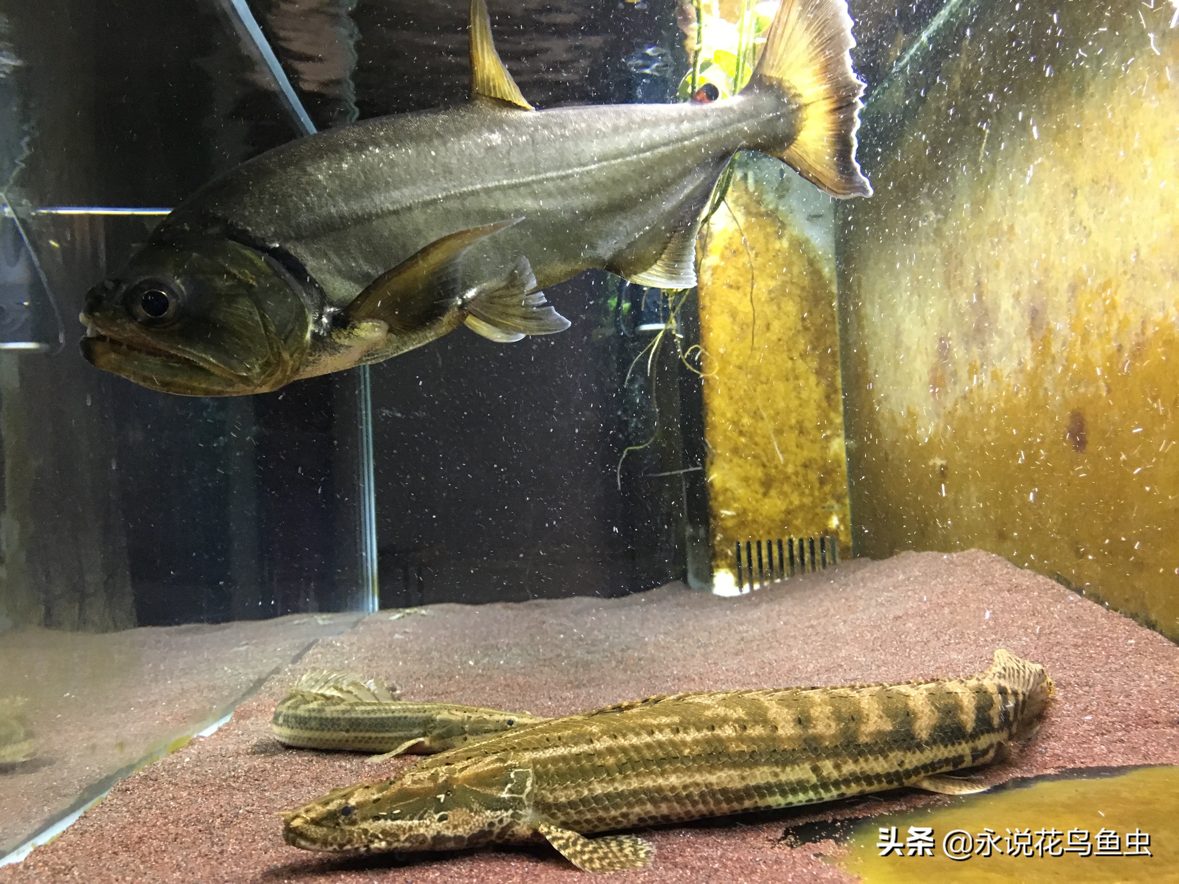 养鱼的人出去旅游怎么办,养鱼外出必备工具图片