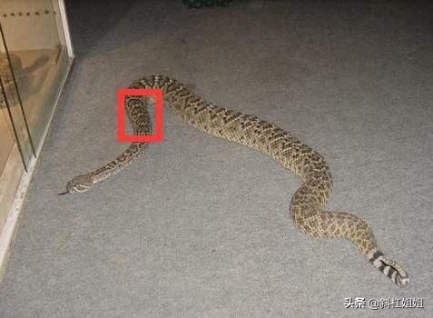 杀蛇要打七寸吗,打蛇为什么就必须得打死