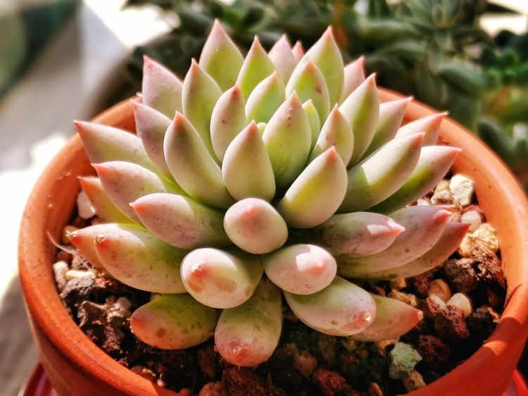 记录多肉长大的全过程,记录所有多肉成长过程