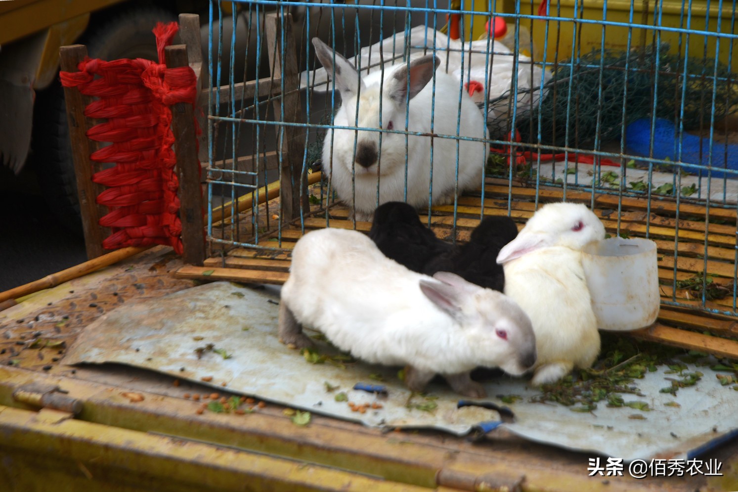 农村5类特点养殖,农村养殖哪种模式最靠谱