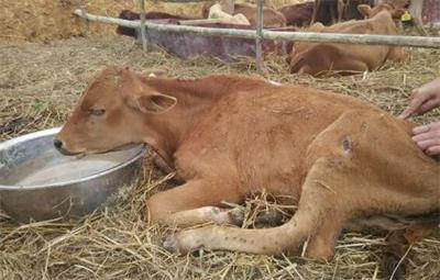 肉牛前胃弛缓不反刍,肉牛不吃食的原因及治疗方法
