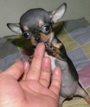 养吉娃娃属于小型犬吗,适合家庭饲养的小型犬吉娃娃