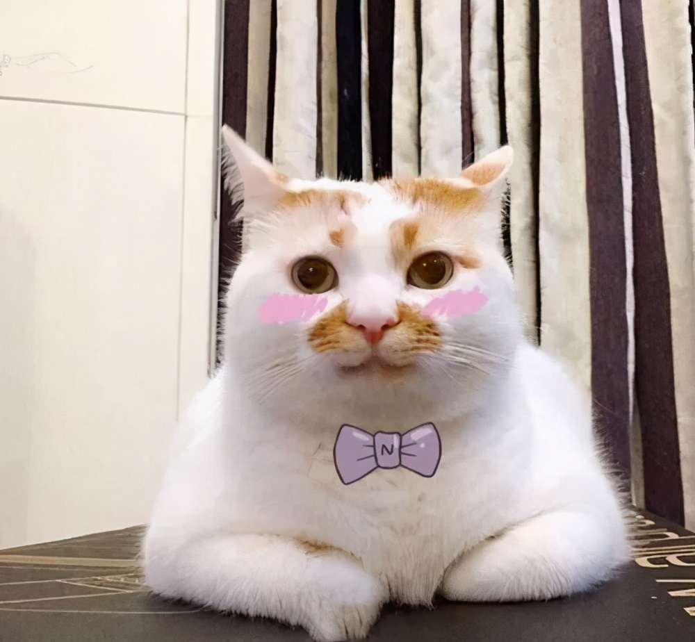 新手养猫注意事项养猫人经验总结,养猫人必备的小妙招快收藏起来吧