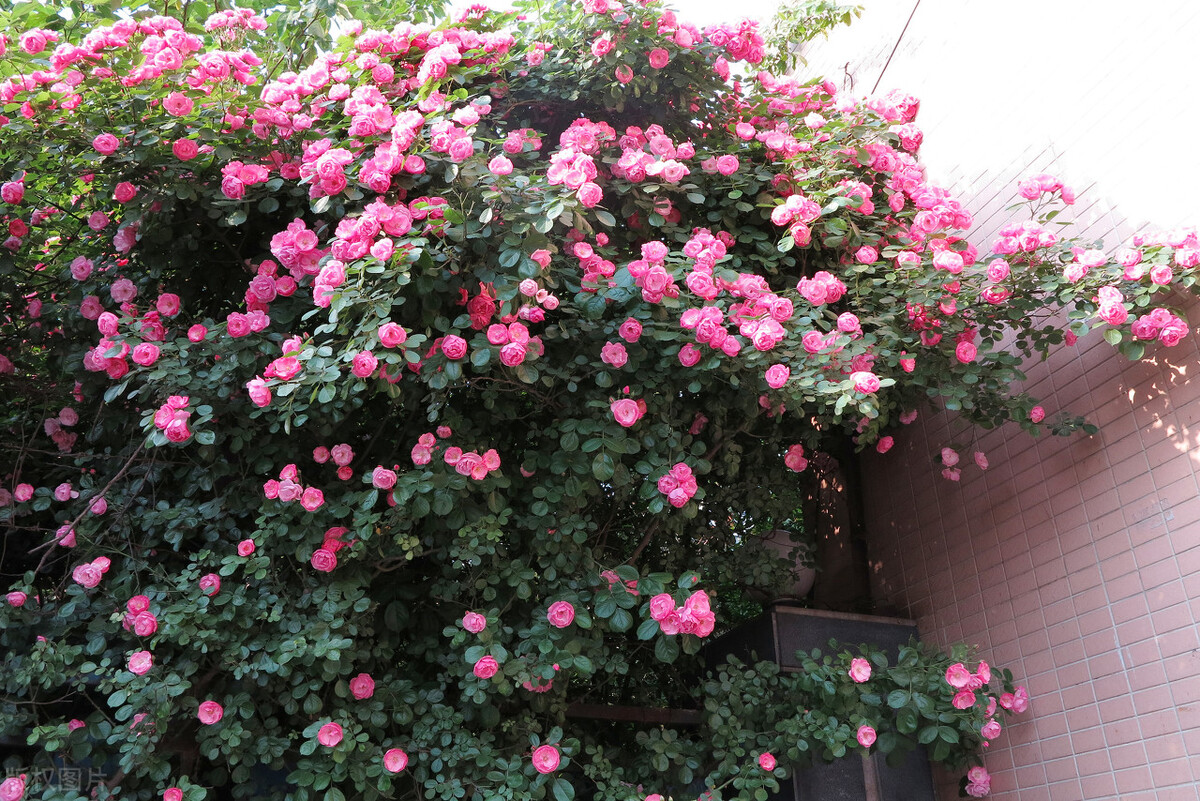 藤本月季玛格丽特王妃优缺点,藤本月季胭脂扣的优缺点