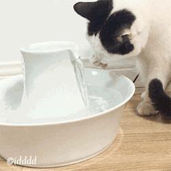 李佳琦叫卖都不管用！双十一猫咪用品这些坑得避