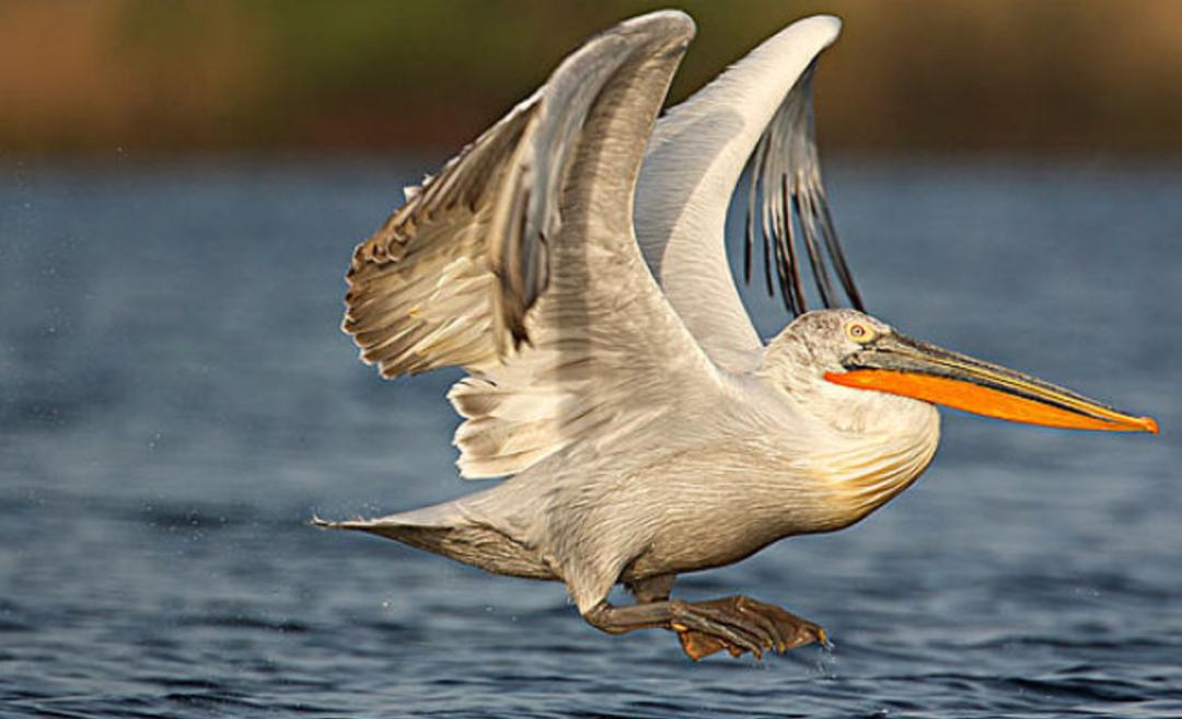 恐龙灭绝之后的大鸟,时隔80多年神秘大鸟再次现身