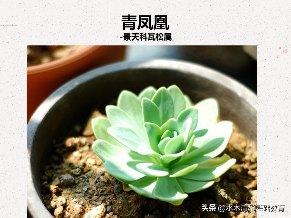 梦幻女王多肉植物百科图谱,原产地多肉植物图谱pdf