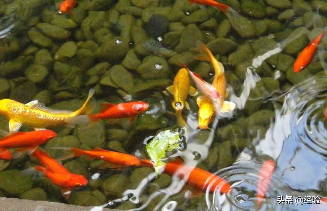 锦鲤吃小鱼吗,锦鲤吃什么食物颜色漂亮