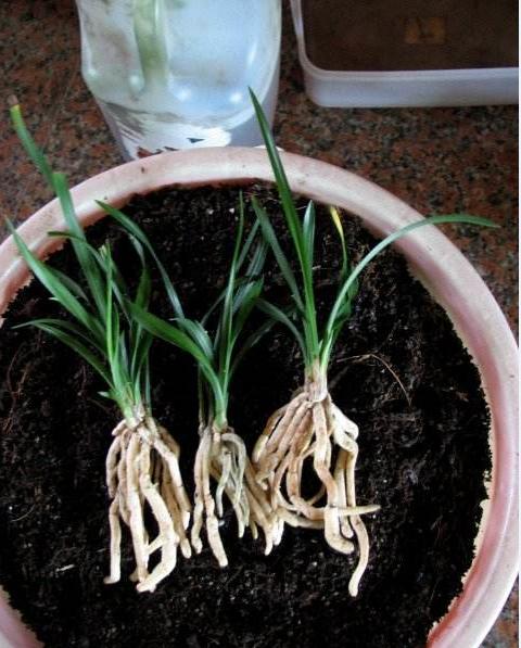 新买的兰花如何上盆选湿的植料,培育兰花如何选择大小盆