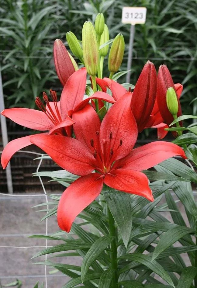 秋日赏花，百合必须要拥有姓名