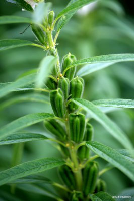 芝麻开花节节高是不是俗语,芝麻开花节节高的芝麻什么样子