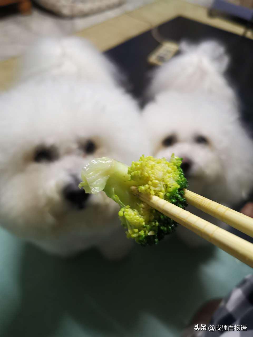 疫情期间宠物引起的疾病,疫情期间宠物便秘怎么解决