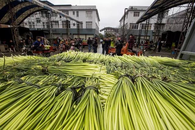 鍐滄潙钂滆柟鐐掕倝,鍐滃钂滆柟鐐掕倝