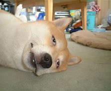 狗狗刚生出的宝宝需要铲屎官干嘛,狗子生宝宝叫主人