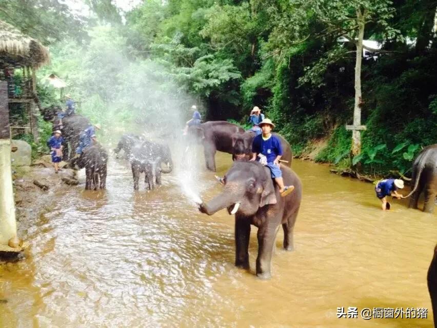 泰北玫瑰的英文,泰北玫瑰图片