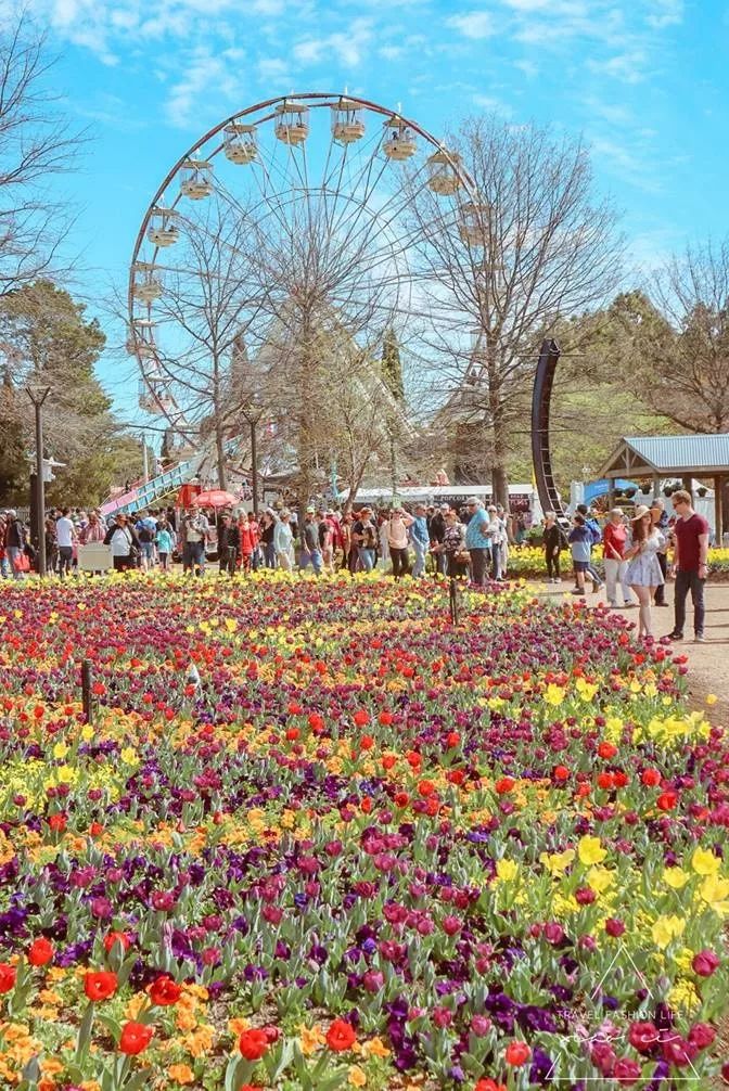 澳洲｜春意堪培拉，看袋鼠、品酒、赏花、住进动物的家