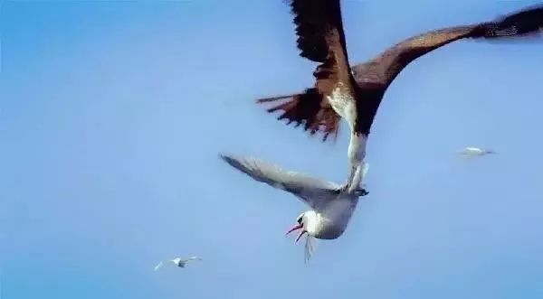 军舰鸟是真的吗,军舰鸟最怕什么动物