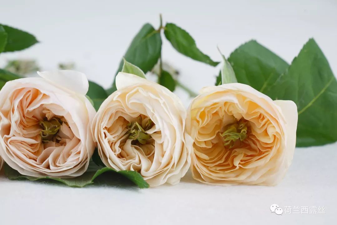 古代的四大美人的名字,古代四大美人中有羞花之称的是谁