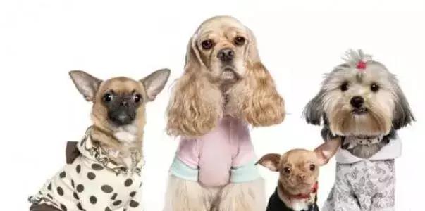 狗狗可以药物绝育吗,女狗狗该不该做绝育