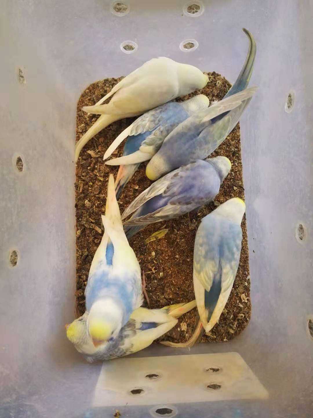 新手入门养鹦鹉最好养哪种,新手养鹦鹉会死吗