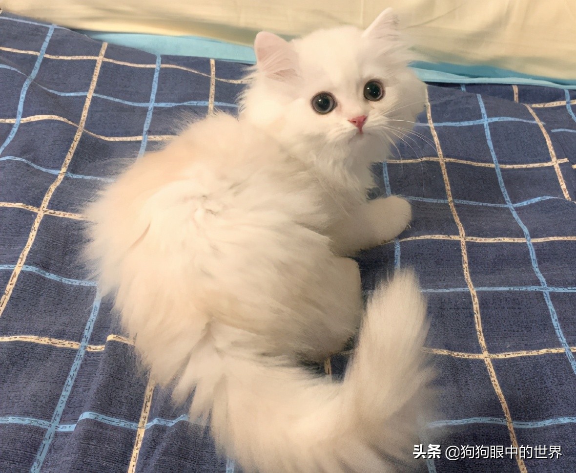 曼基康米努特的区别,纯种曼基康猫和宠物猫有什么区别