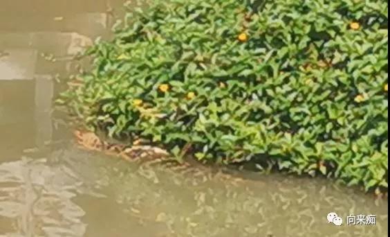 泰国三人行（二）之香艳芭提雅