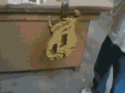 让你心动的搞笑图片,搞笑gif笑死人的动图