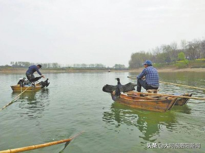 渔民鸬鹚捕鱼视频,鸬鹚渔民捕鱼视频