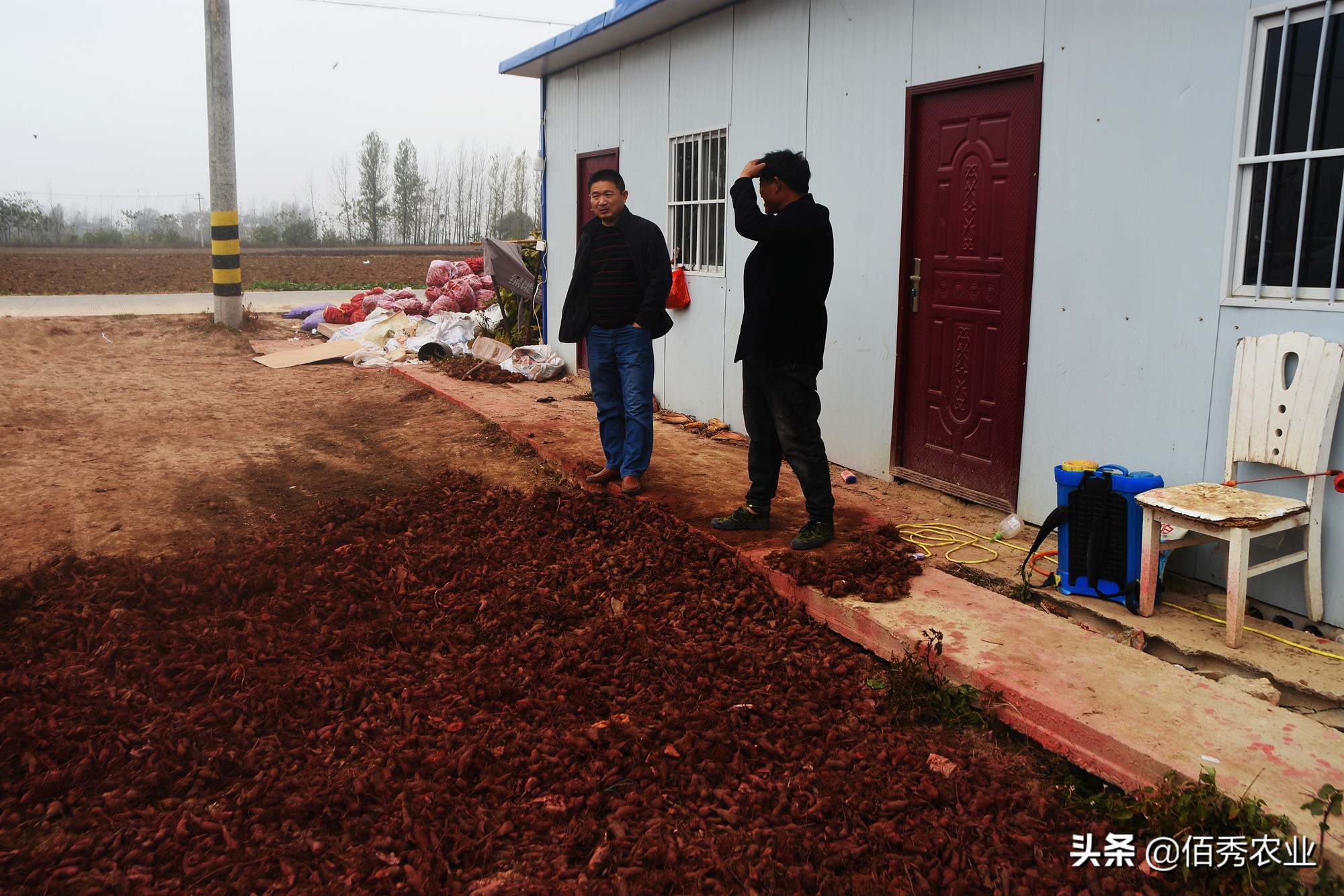 种植中药材一亩赚10万,90后回村种植中草药一年净赚240万