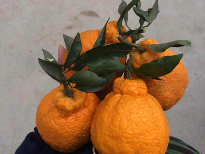 丑橘应该如何种？科学的管理让丑橘味美汁多吃不腻，快来学习