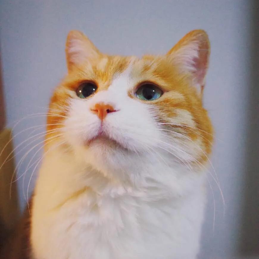 中国猫的雅称,猫生百态包括什么