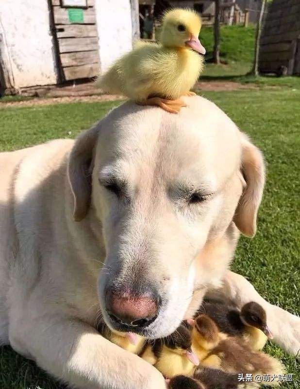 拉布拉多犬和边牧犬哪个比较好,拉布拉多犬多少钱一只比较合适