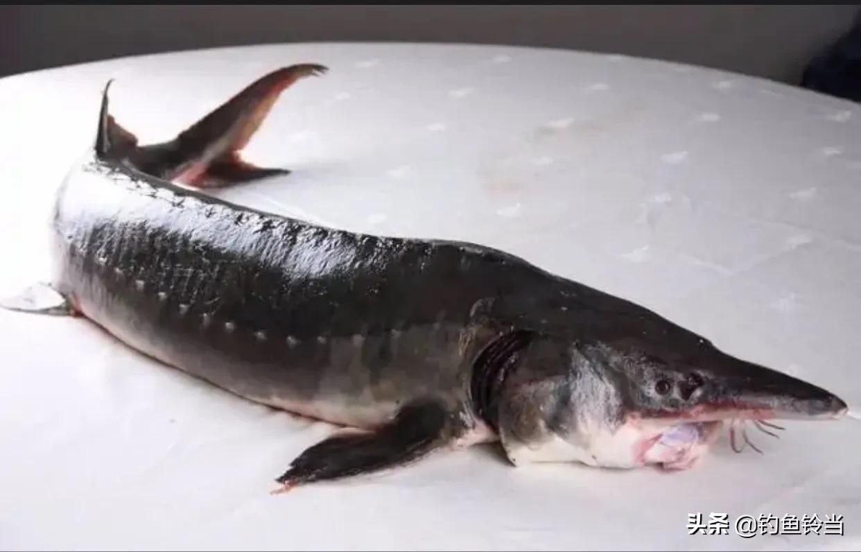 黑龙江的达氏鳇鱼,达氏鳇鱼为什么那么便宜