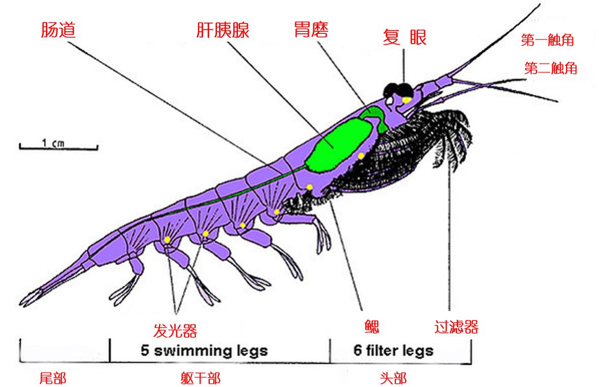 南极磷虾储量50亿是怎么算出来的,南极磷虾金矿最新消息