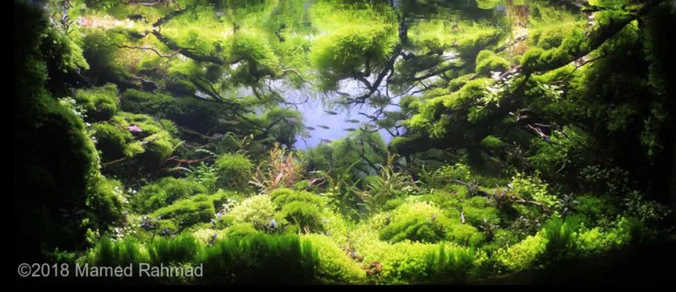 造景如何看起来有层次,十个最好看的造景