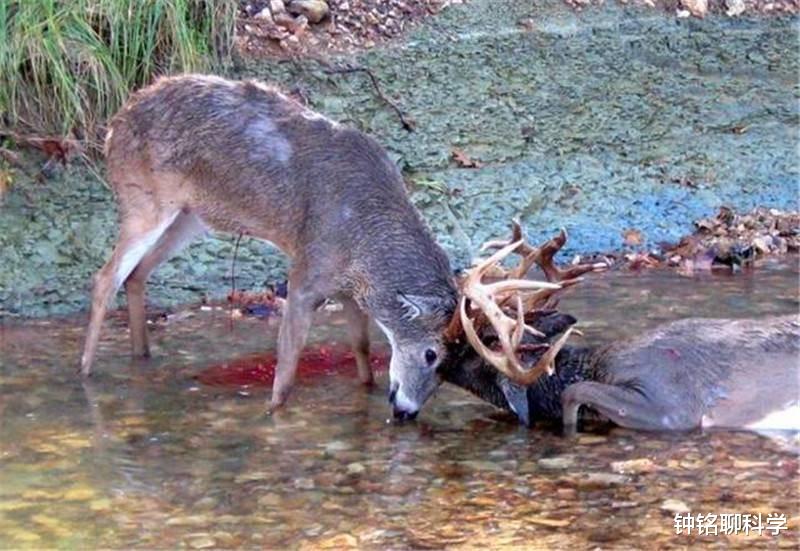 鹿茸基本常识介绍,鹿茸知识