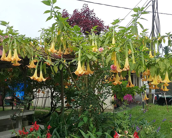 春天开放的十种花介绍,冬季里开花的15种花卉