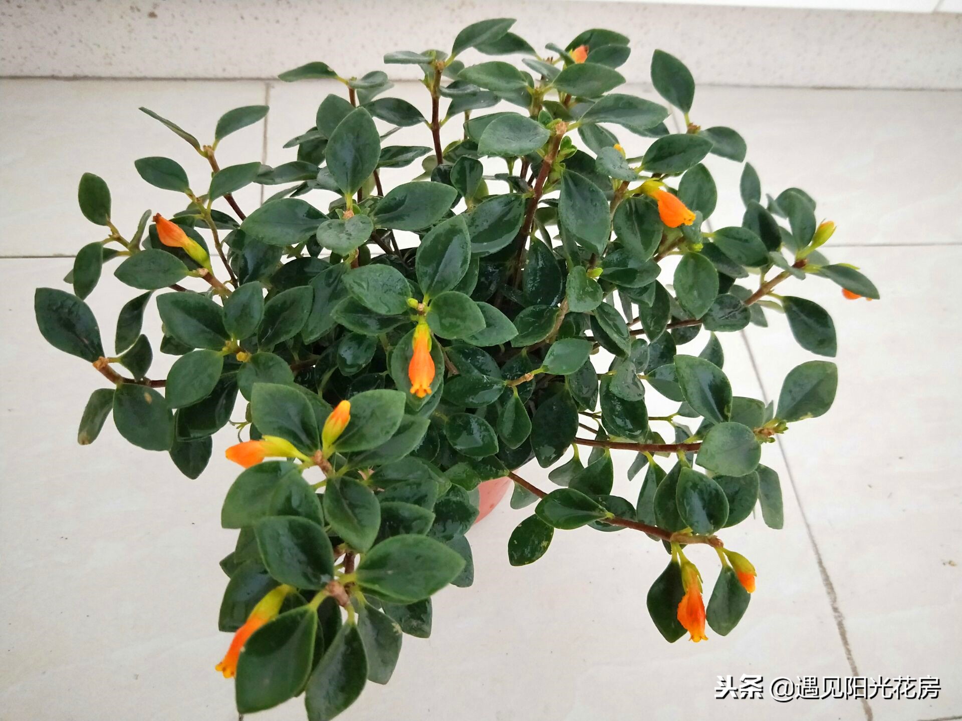 金鱼吊兰冬天怎么养能施肥吗,金鱼吊兰开花后像小金鱼一样漂亮