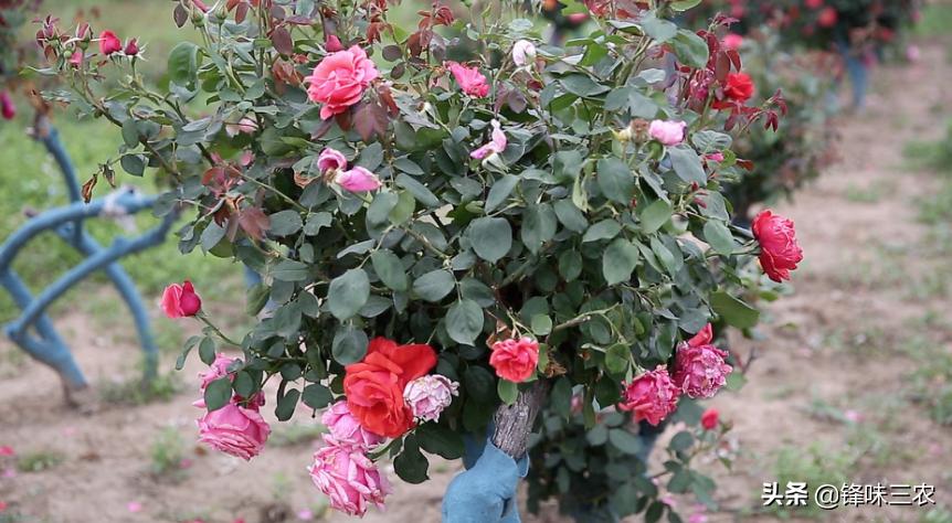 济南树状月季基地,济南藤本月季种植基地