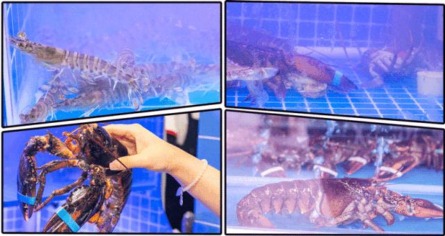 魔都惊现「2层楼小香港」，卖“蹦迪海鲜”！花胶鸡、6头鲍免费送