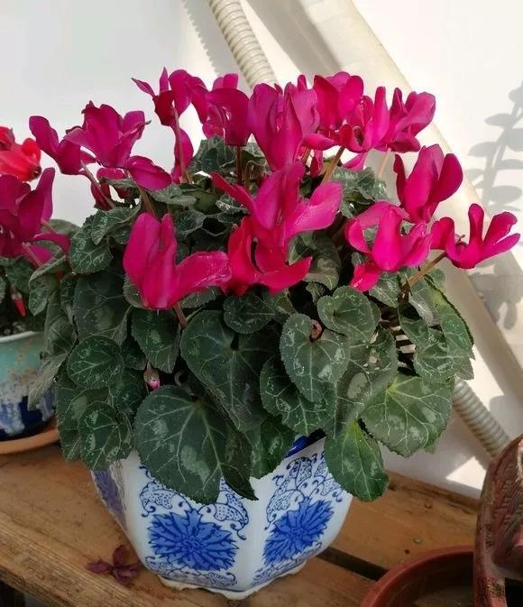 什么花最好养最耐阴,什么花最好种又耐阴