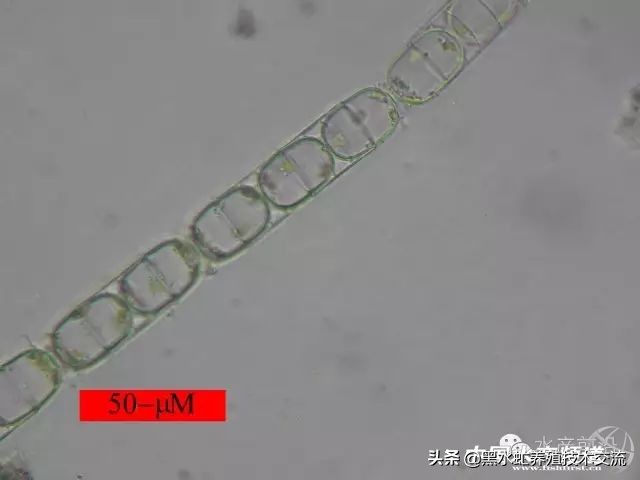 水产藻类大全图片,水产藻类知识大全