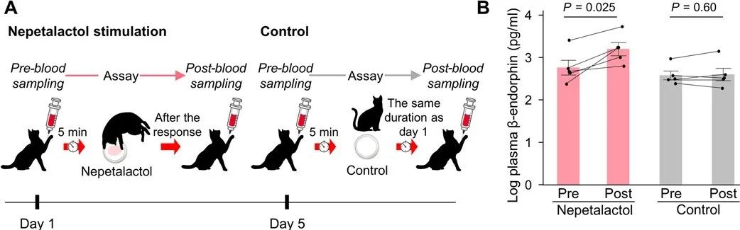 猫薄荷为什么能让猫上瘾,猫薄荷对于猫来说有多大的诱惑呢
