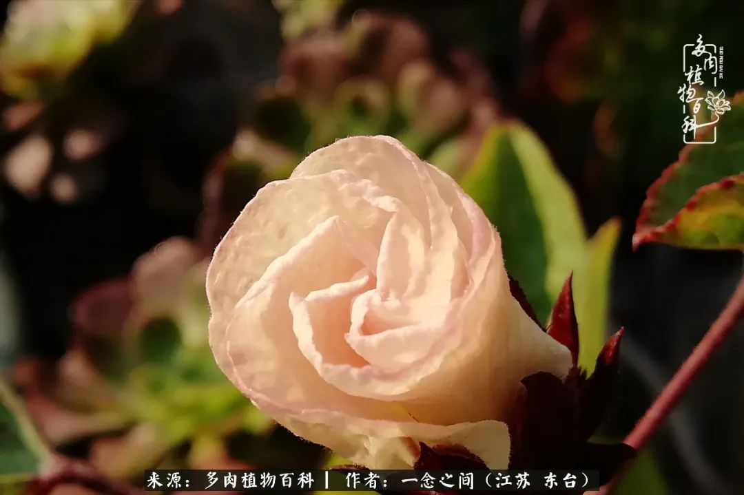 一见多肉误终生,一见多肉误终生从此入了养花坑